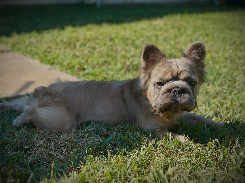 texas king frenchie main poster