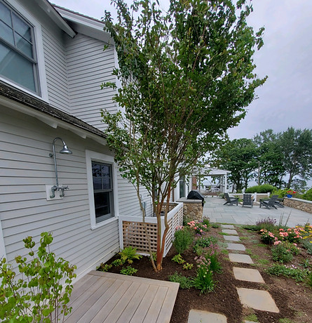 Large tree planting. landscaping. patio.