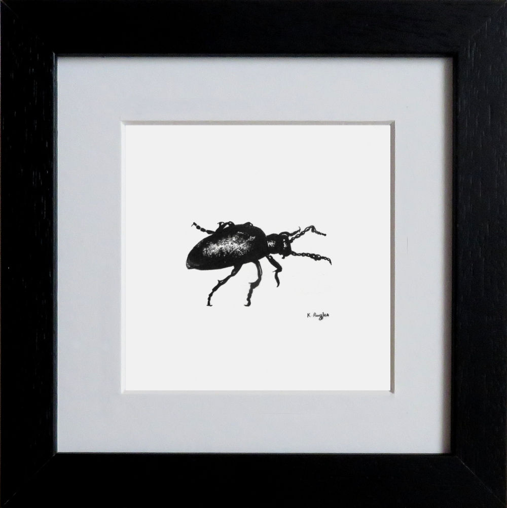 Charcoal drawing of a beetle in a black frame