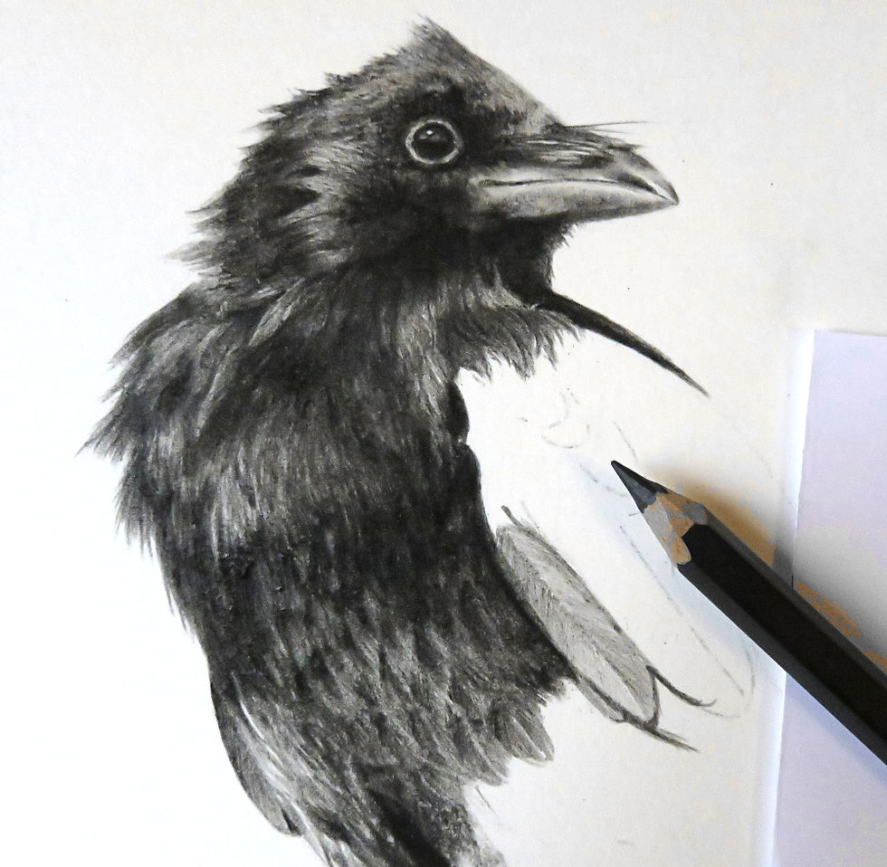 Thumbnail: Juvenile crow original charcoal drawing