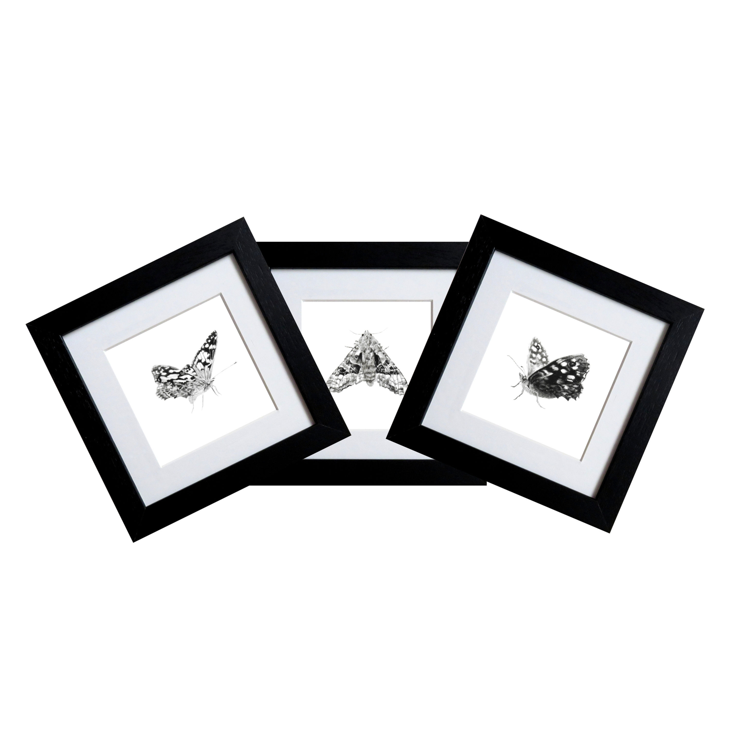 Mini Original Butterfly and Moth Drawings, in Black Frames, Set of 3