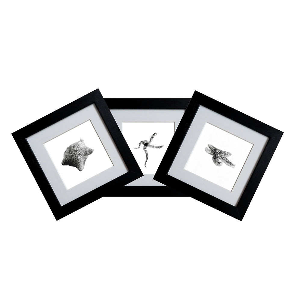 Thumbnail: Cushion Starfish Original Hand Drawn Artwork in Black Frame