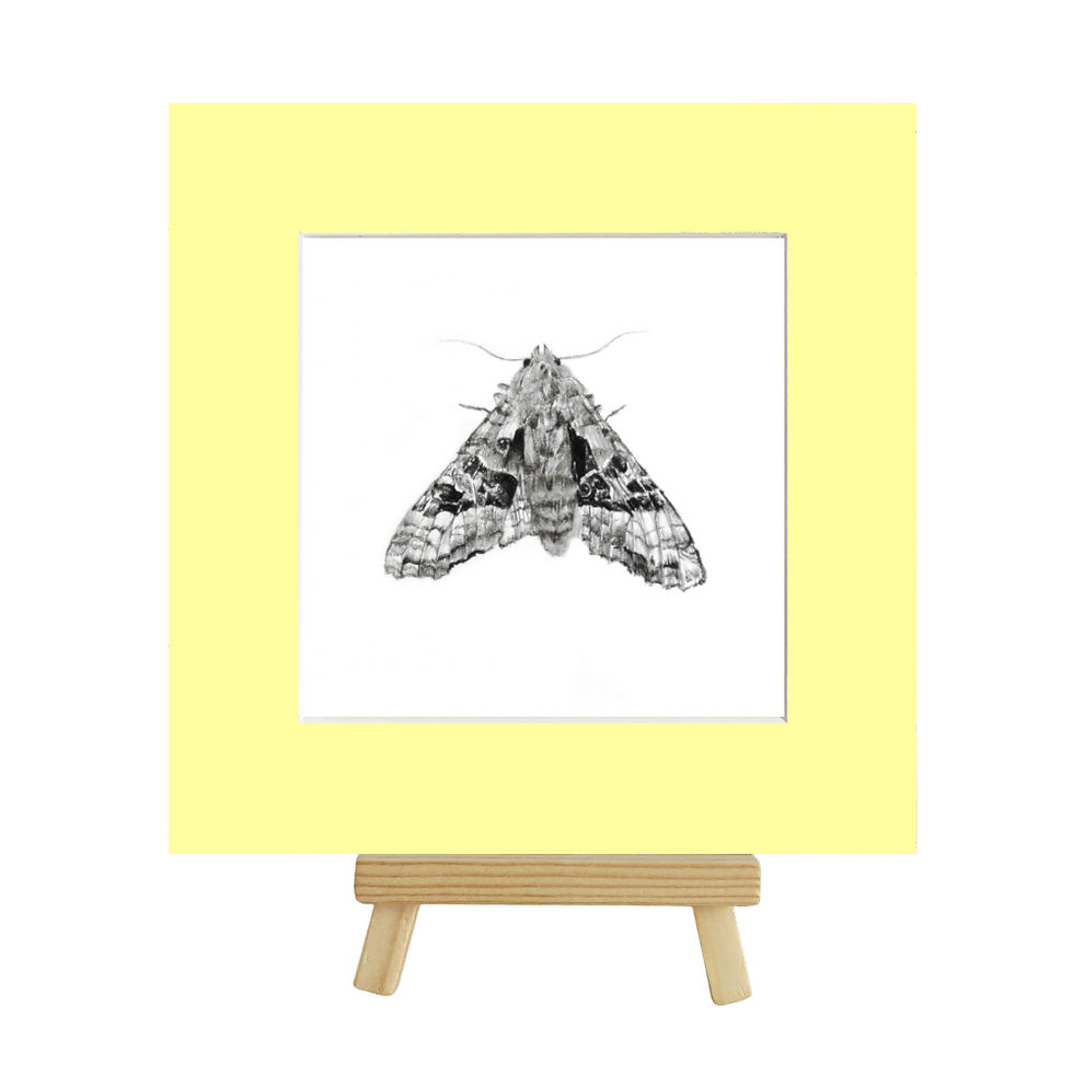 Thumbnail: Limited Edition Moth Print 10 pack, Hand Signed and Numbered