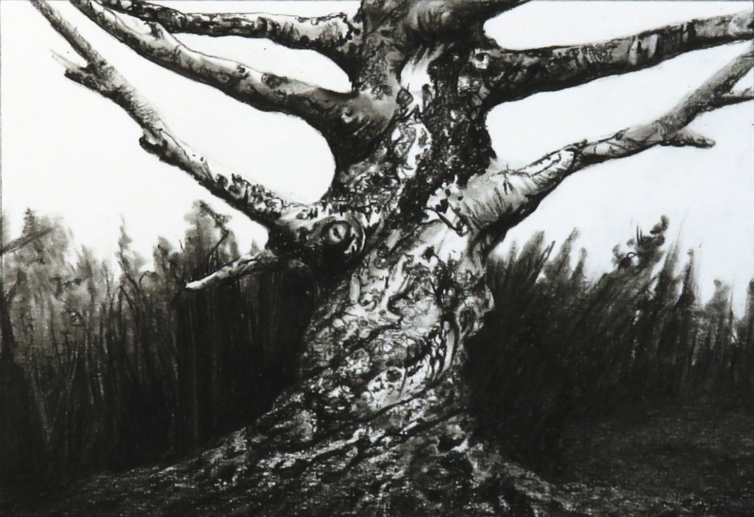Murkside monster tree, original charcoal pencil drawing
