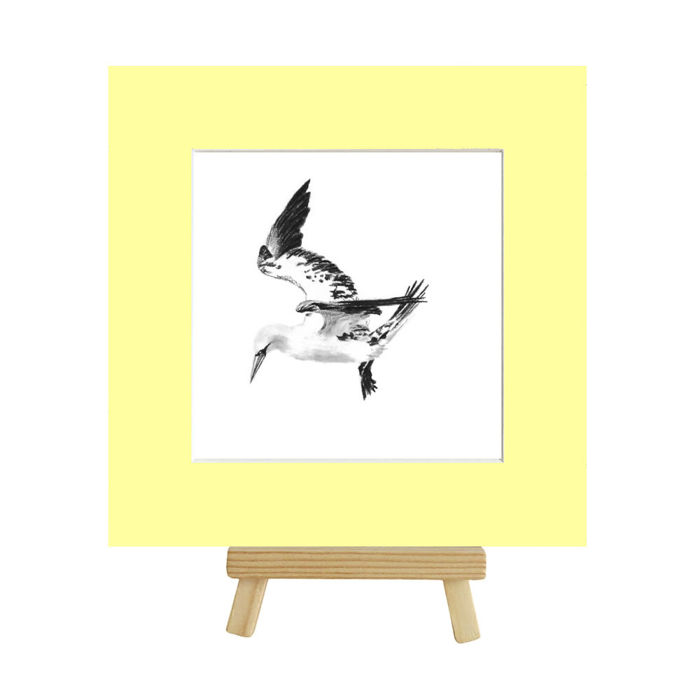 Thumbnail: Limited Edition Gannet Print, 10 pack, Hand Signed and Numbered