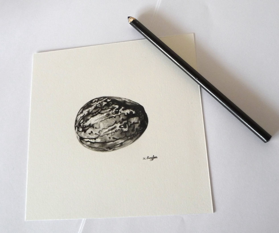 Thumbnail: Nutmeg original charcoal still life drawing