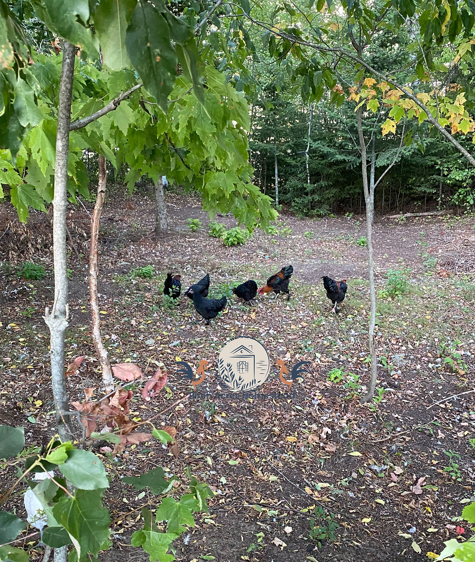 Eye-level view of a Rhode Island Red chicken standing on grass