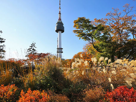 🌿 Namsan Sky Forest Trail — Seoul’s Quiet Escape Above the City