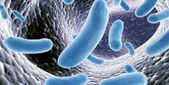 CHINE : PLUS DE 3 000 PERSONNES ONT ETE INFECTEES PAR UNE BACTERIE RESPONSABLE DE LA BRUCELLOSE