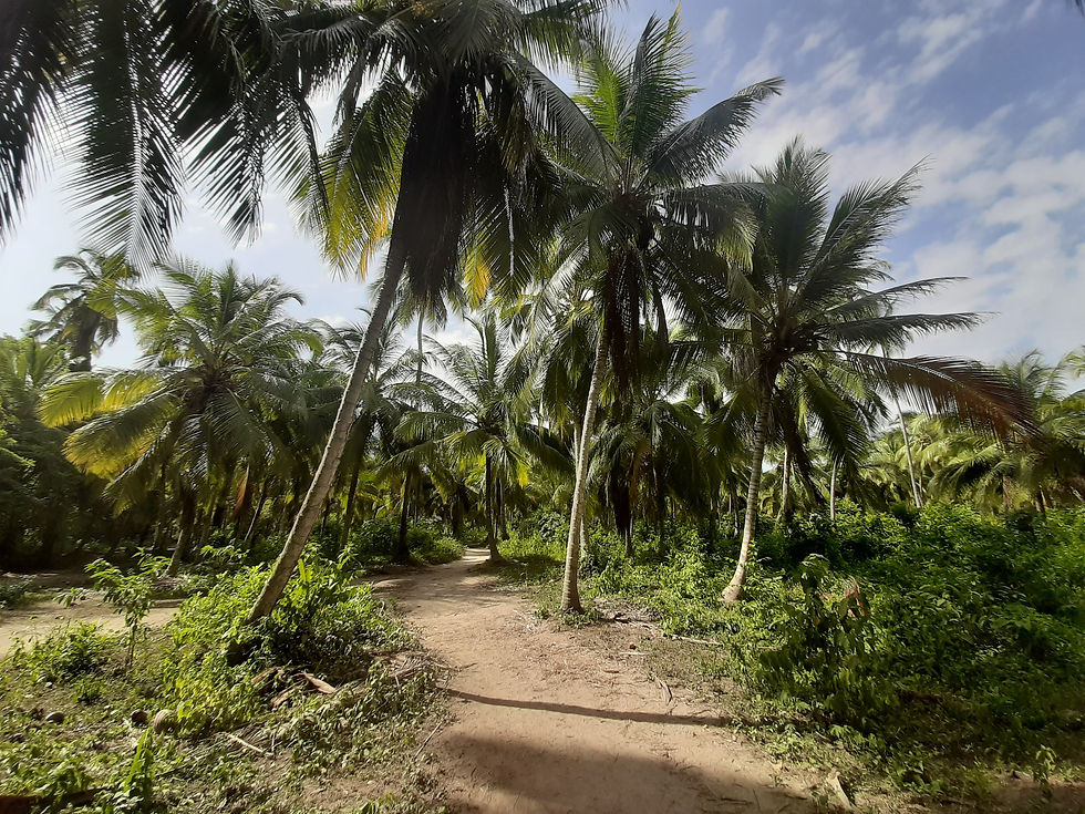 Parque Nacional Natural Tayrona palmeras Caribe Santa Marta