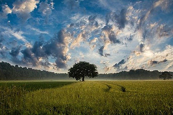 tree-247122_640.jpg