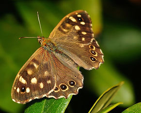 butterfly-430203_960_720.jpg