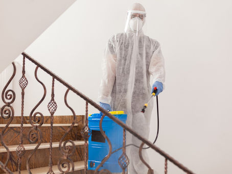 Understanding the Cost and Process of Termite Treatment in Ahmedabad