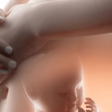 Article 4 | La mélatonine : super-héroïne des cellules du placenta