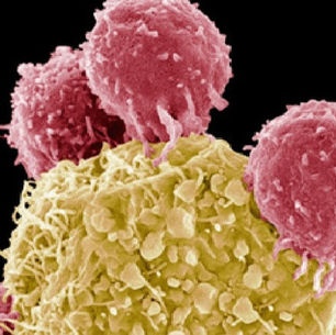 Article 8 | Virus et cancer à l’assaut de la police immunitaire 