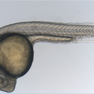 Article 14 | Le poisson-zèbre : héros méconnu des maladies génétiques