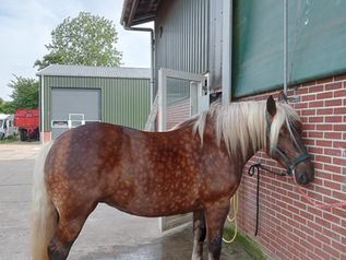 Schone sokken met Kootholte olie