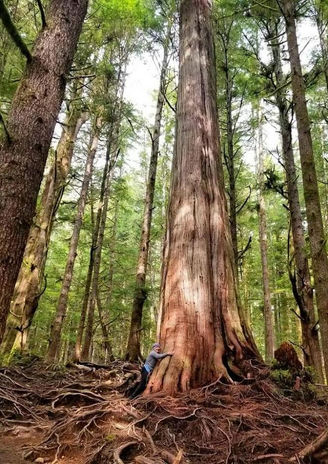 tree hug.jpg