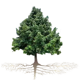 rootTREE.webp