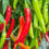 Thumbnail: Belville Market Chillies
