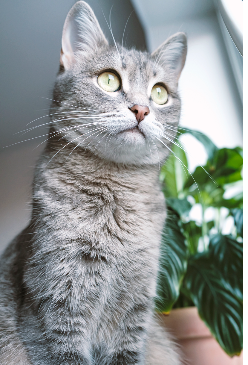 an-adult-gray-cat-sits-on-the-windowsill-in-the-ap-2024-10-16-21-03-44-utc.png