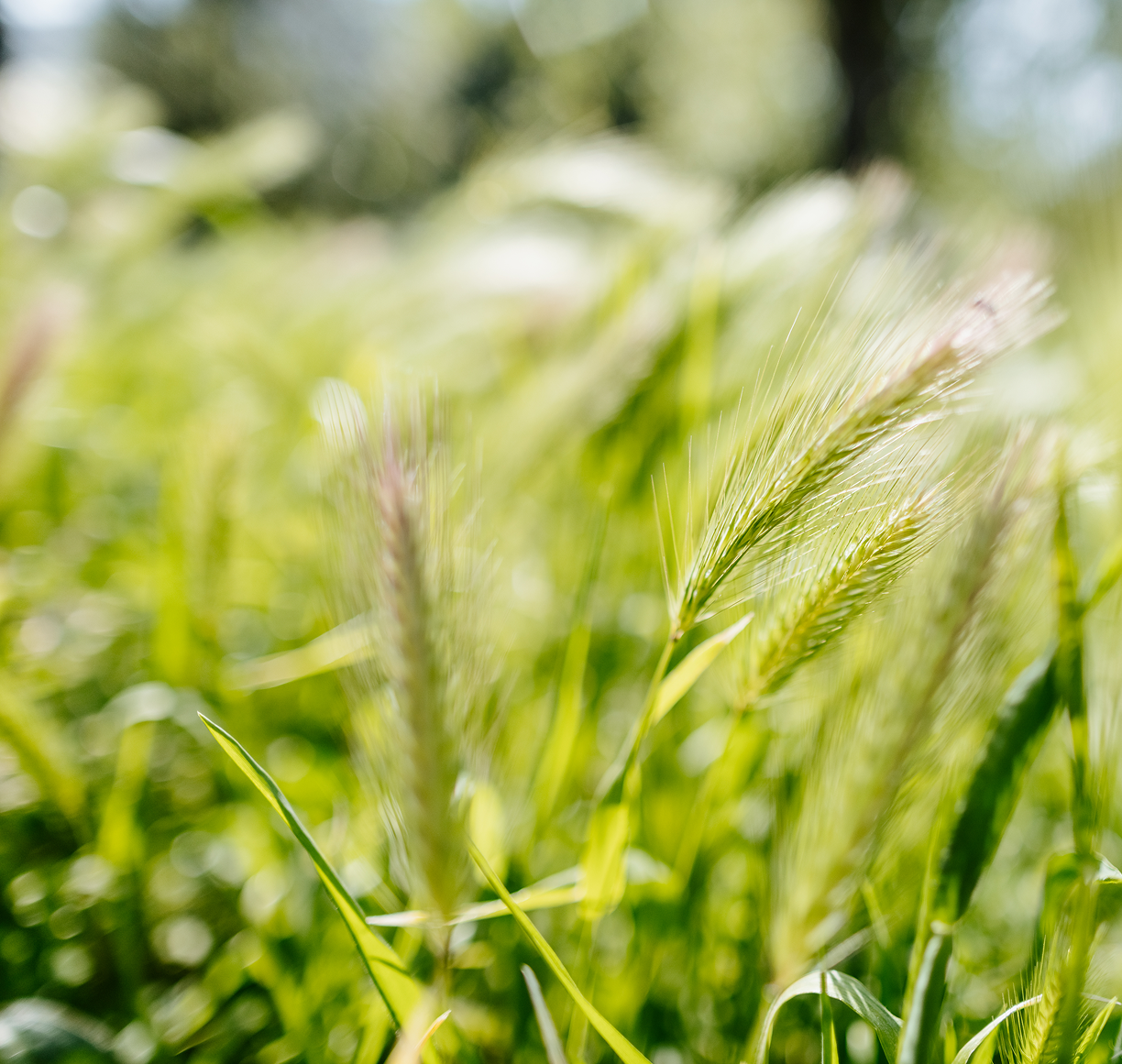 green-wheat-harvest-close-up-2024-11-29-23-33-59-utc.png