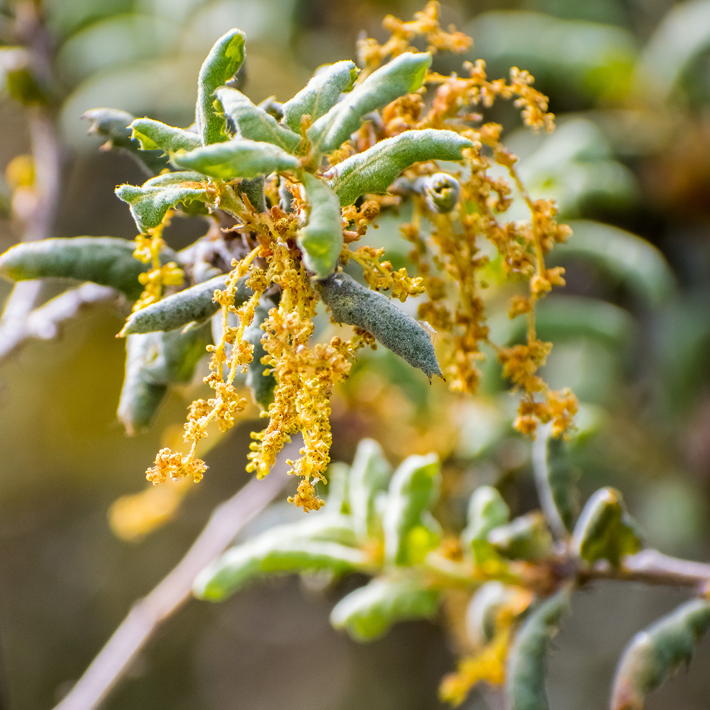 close-up-of-leather-oak-inflorescence-2024-12-05-17-53-57-utc.png