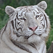 Tiger2.jpg