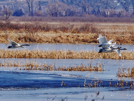 A Pedacito Of Loess Bluff National Wildlife Refuge