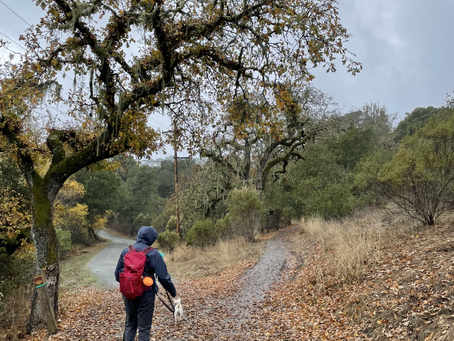 Tips For Traveling With A Pet