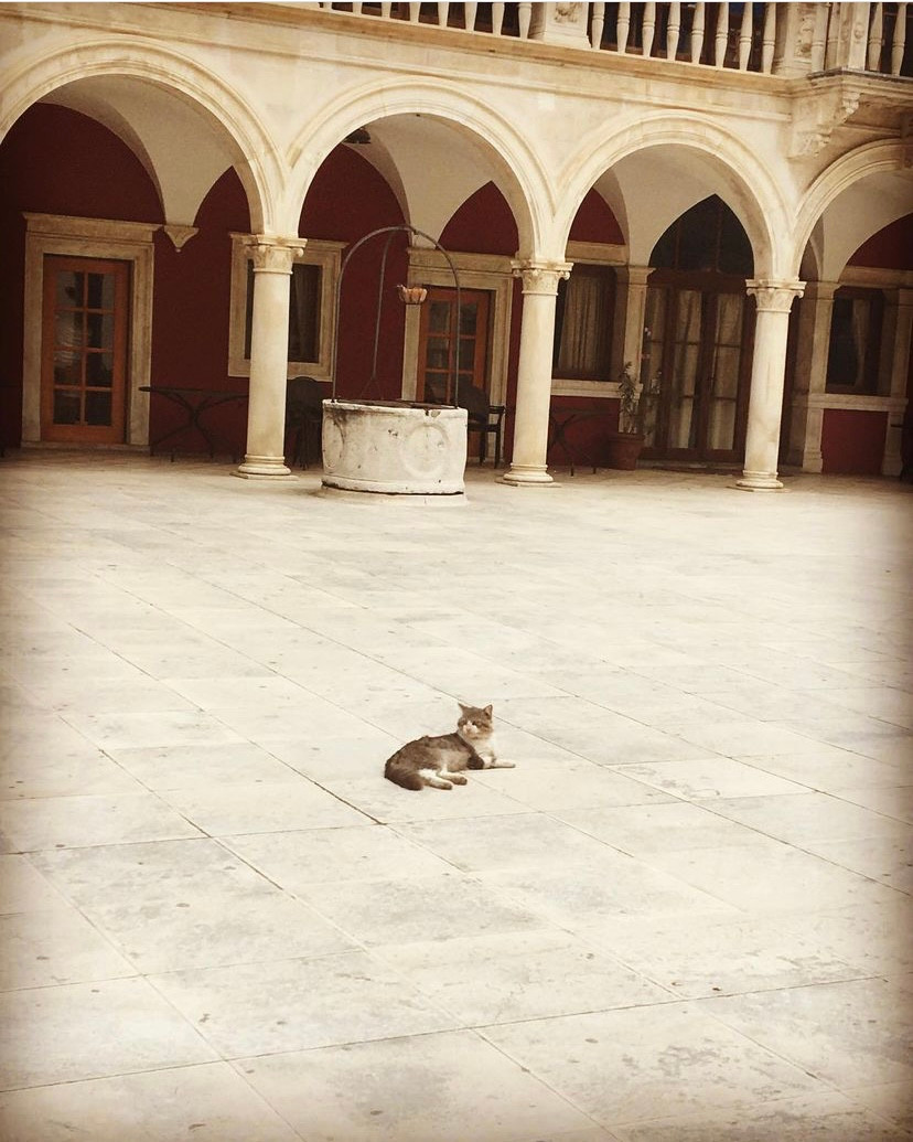 A cat, taking in the pleasant night air of Sibenik, Croatia