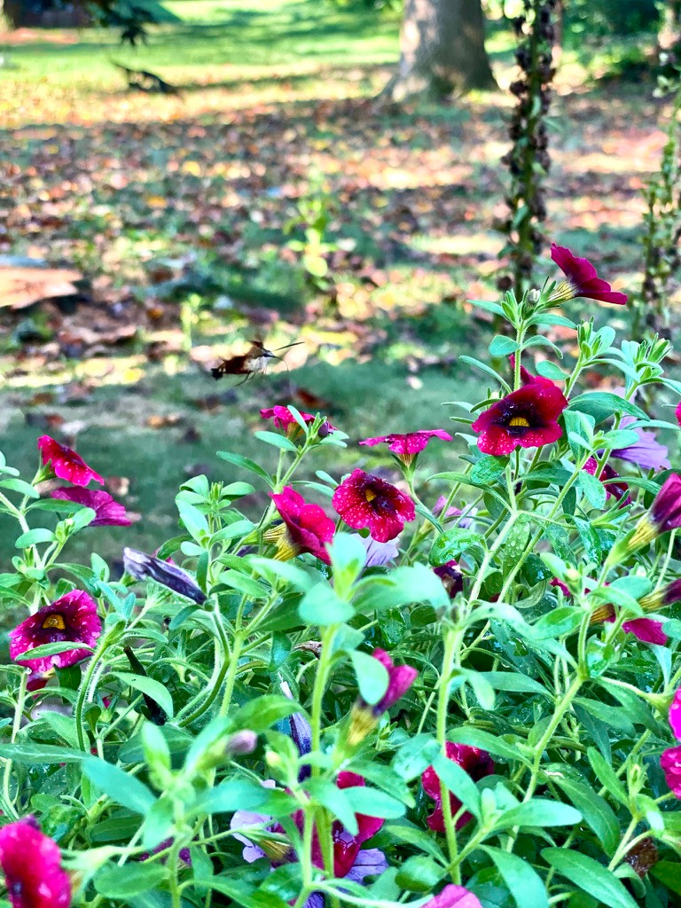 Hummingbird Moths aren’t endangered, but are a rare sight in the northeast