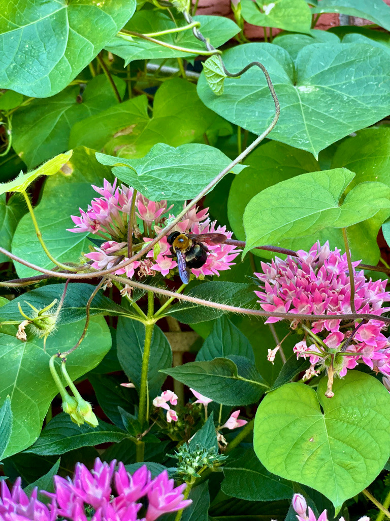 Bumblebees, an endangered species, are vital pollinators for wild plants