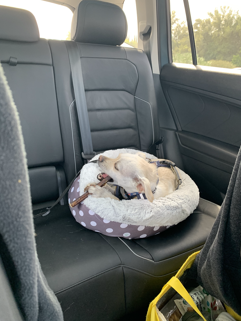 Exhausted from a long day of play