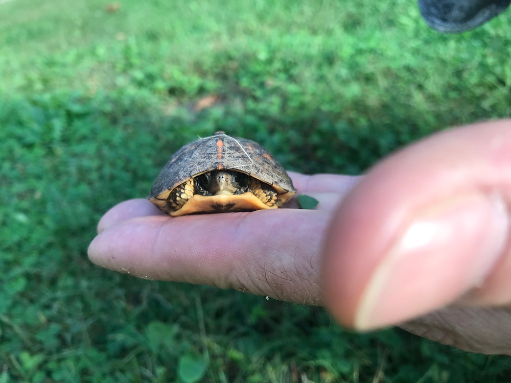 A baby turtle found in the grass
