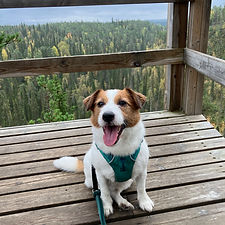 Dexter (1).JPG