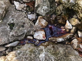 A regular offering to feed interbeing