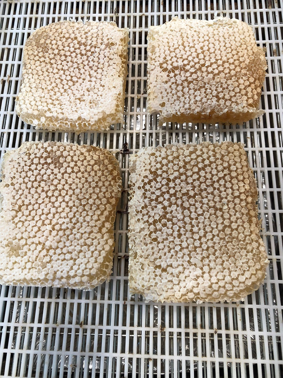 Photos: Honeycomb cut from the frames and sized to fit the plastic clamshell containers.