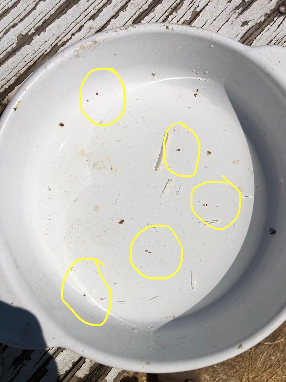 Photos: This sample from last week came up with 5 mites out of 300 bees, or less than 2% mites.