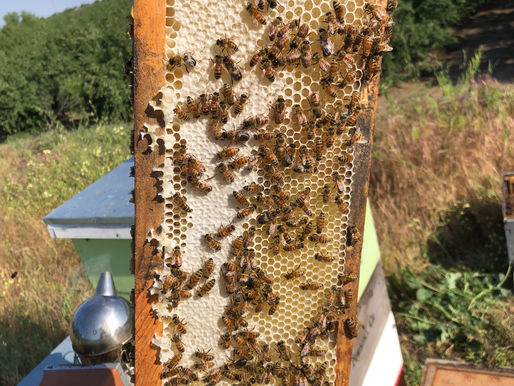 Part 1 Spring Bee Keeping Activities - It's All in the Honey Comb!