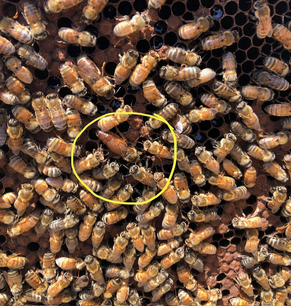 Photo: The queen bee in one of our hives. Each hive has one queen, and they are very important for the health and growth of the hive.