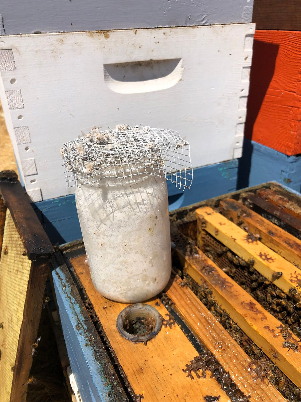 Photo: This mason jar was just “rolled” or shaken, so that all 300 bees inside are covered in powdered sugar.