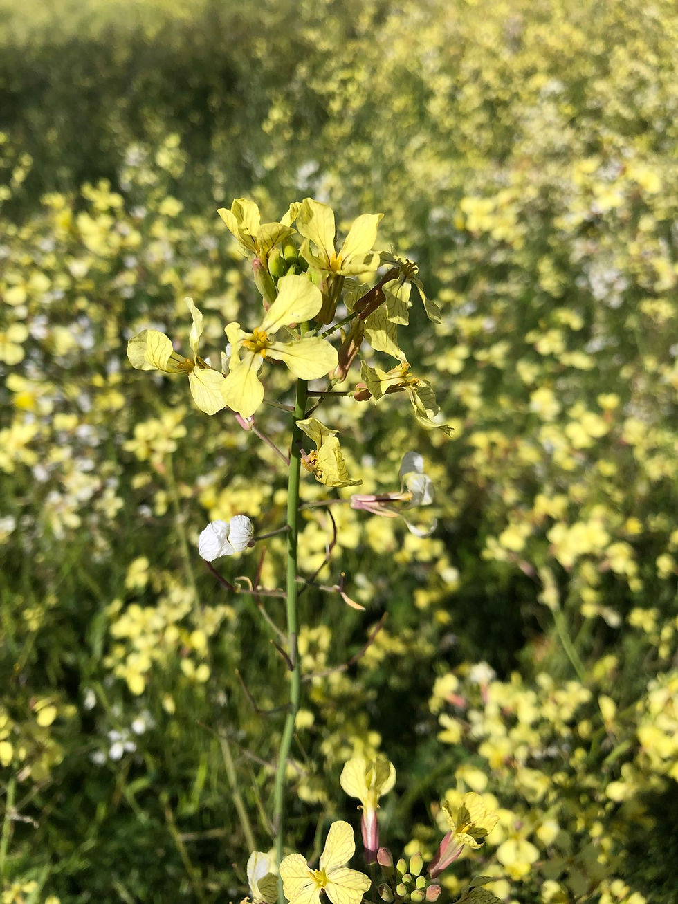 Photos- Mustard wildflower can be seen all over the valley in spring time (top); one of our hives booming with bees near a plentiful supply of pollen and nectar from Mustard wildflowers (bottom).