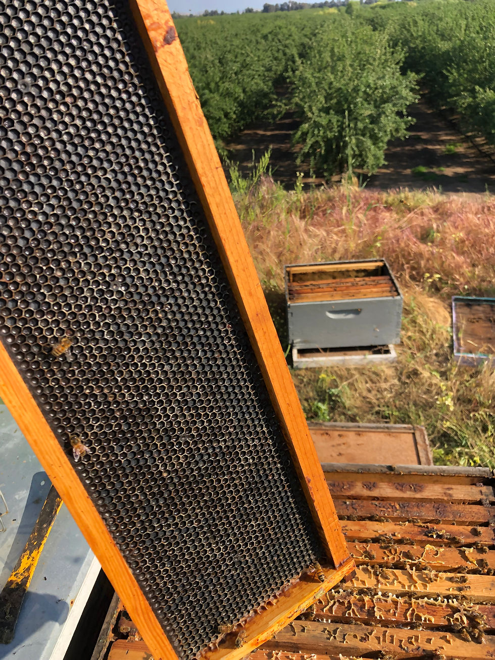 Photos: Comparison between a frame that is not yet "drawn out", meaning the bees haven't built honey comb on it yet, and a frame that is fully drawn out and being filled with honey.