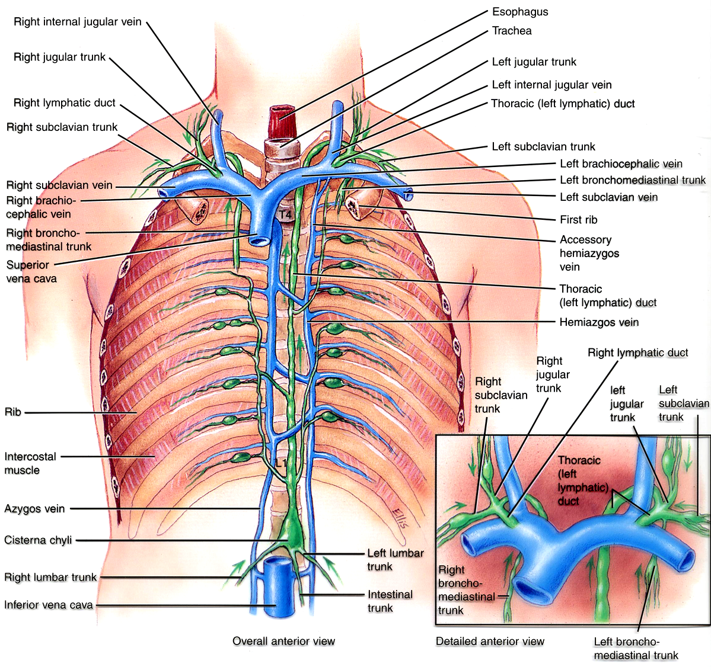 Lymphatic pathways, why are they so hard to learn?