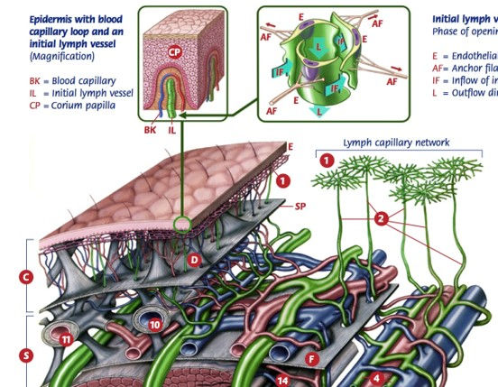 Lymphatic pathways, why are they so hard to learn?