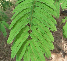 Acacia.jpg