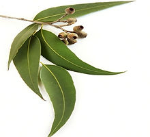 eucalyptus-leaves-500x500.jpg