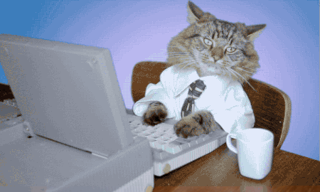 cat typing.gif
