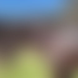 Horse Update | OBSIDIAN DREAM